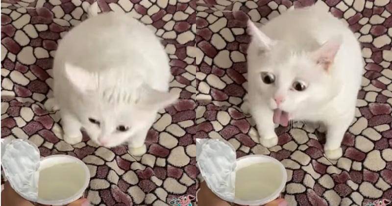 YouTube.com/ZooEarthTv